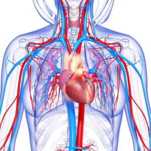 Periferna cirkulacija